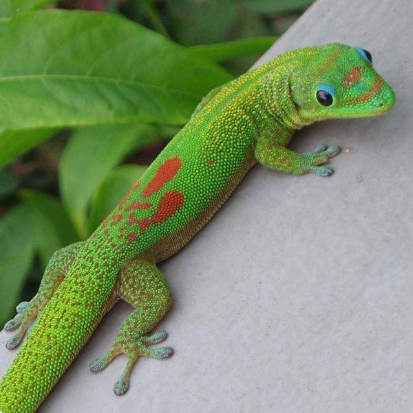 Phelsuma Gold Dust Day Gecko WC – Chameleons Canada