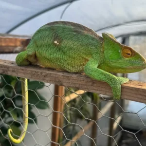 Parsonii Orange Eye Female AVAIL NOW