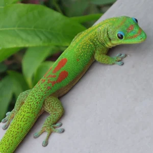 Phelsuma Gold Dust Day Gecko AVAIL FALL 2025
