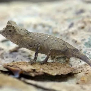 Brookesia Stumpffi WC AVAIL FALL 2025