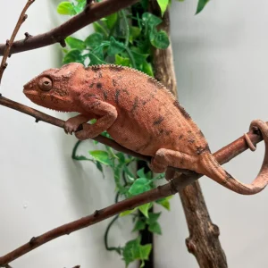 CB Ambilobe Panther Chameleons Females