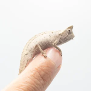 Brookesia Superciliaris WC-AVAIL NOW!
