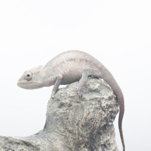 CB Ambilobe Panther Chameleons