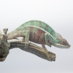 CB Ambilobe Panther Chameleons