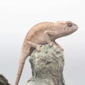 CB Ambilobe Panther Chameleons Females
