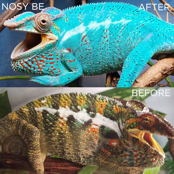 Nosy-Be-BeforenAfter-600x600-1