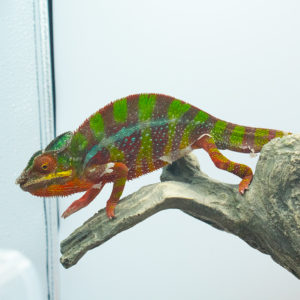 Ambilobe