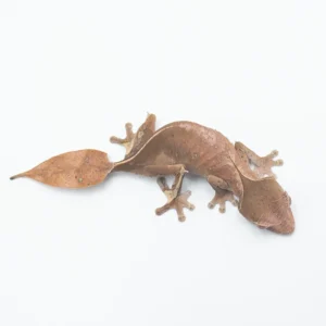 U. Phantasticus LTC AVAIL NOW