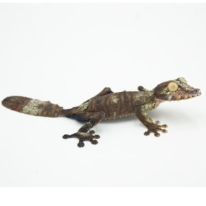 Uroplatus Fimbriatus WC