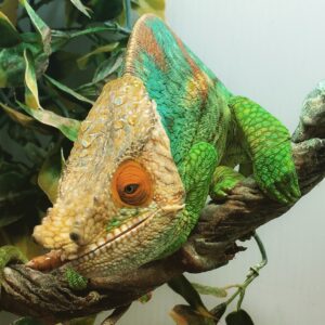 Parsonii Orange Eye AVAIL UPON REQUEST