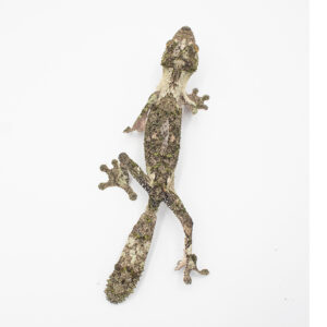 Uroplatus Sameiti WC AVAIL. FALL 2025