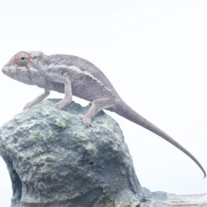 CB Nosy Be Panther Chameleons