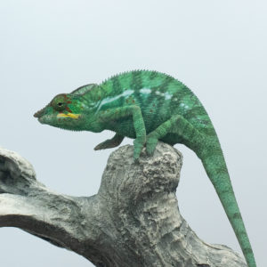 .Nosy Be Panther Chameleons WC, Available summer 2025