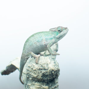 CB Nosy Be Panther Chameleons