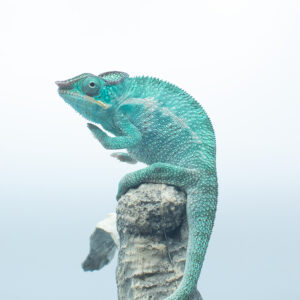 CB Nosy Be Panther Chameleons