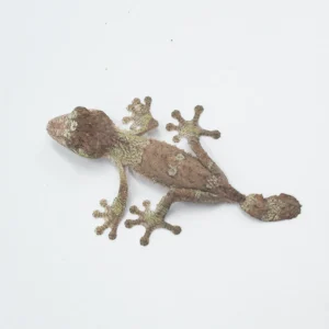 Uroplatus Fimbriatus Baby CB