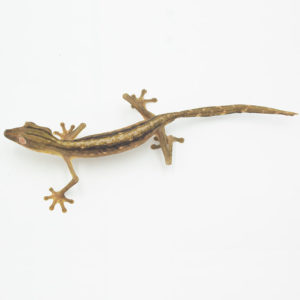 U. Lineatus Male