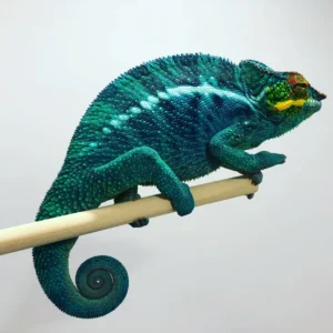 .Nosy Be Panther Chameleons WC, Available FALL 2025