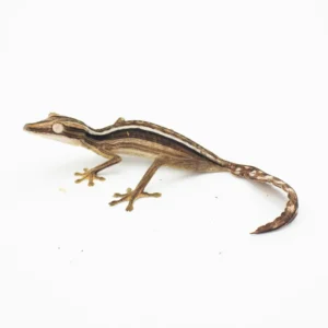 U. Lineatus WC-AVAIL FALL 2025