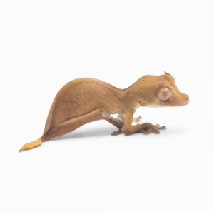 Uroplatus TRUE Ebenaui CB AVAIL NOW
