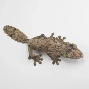 Uroplatus Sikorae WC-AVAIL Now!
