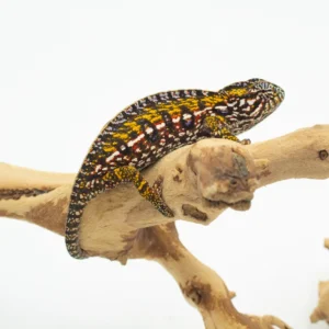 Carpet Chameleons WC AVAIL FALL 2025