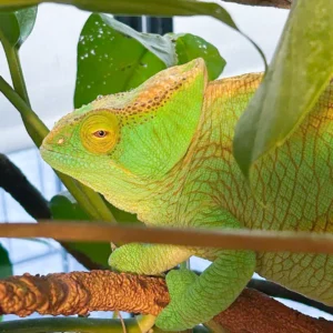 .Parsonii Orange Eye Female LTC Avail. NOW