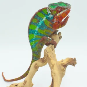 Chameleons