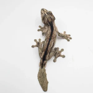 Uroplatus Sikorae LTC-AVAIL Summer 2026!