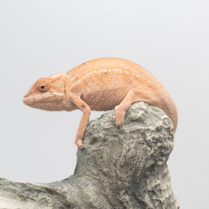 Ambilobe Female