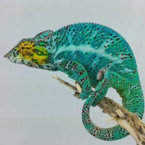.Nosy Faly Panther Chameleons WC, Available summer 2025 RARE!