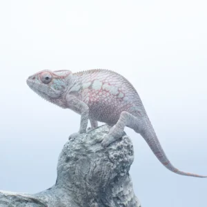 CB Nosy Be Panther Chameleons Females