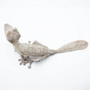Uroplatus Fimbriatus WC AVAIL FALL 2025