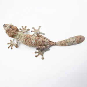 Uroplatus Fimbriatus WC AVAIL Now
