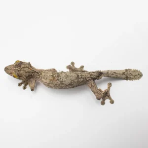 Uroplatus Sameiti WC AVAIL Now