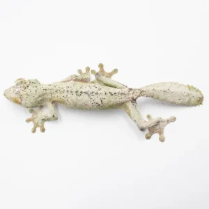 Uroplatus Sameiti WC AVAIL Now