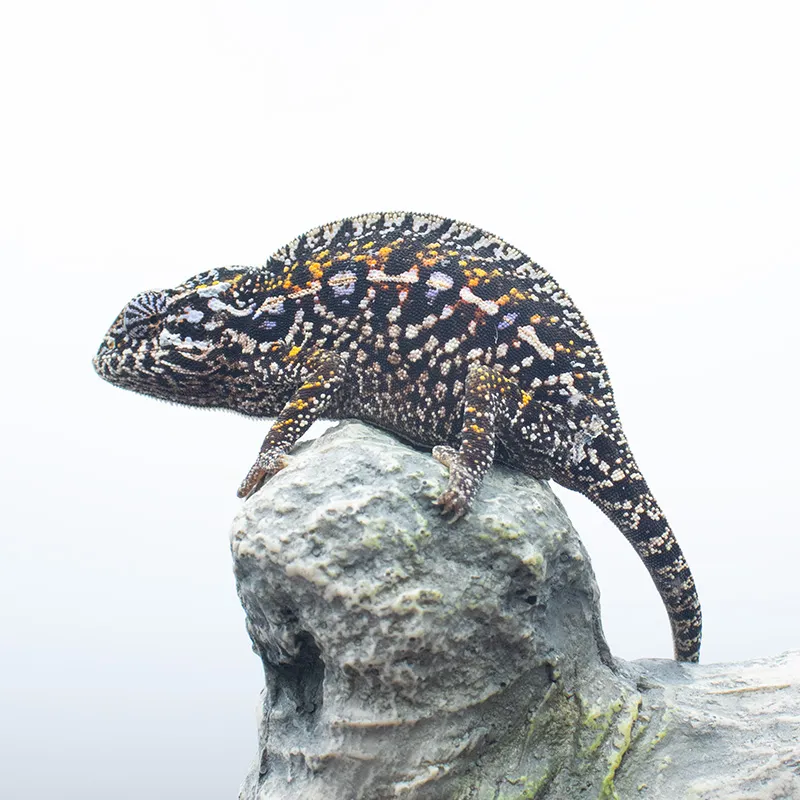 Carpet Chameleons WC AVAIL Summer 2026! – Chameleons Canada