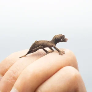 Uroplatus Ebenaui TRUE CB AVAIL NOW