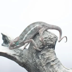 CB Nosy Be Panther Chameleons