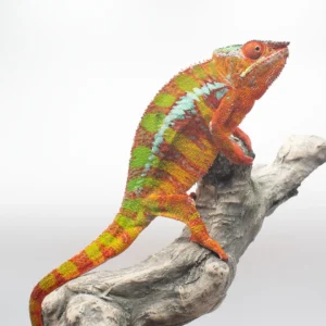 Ambilobe Panthers WC AVAIL Now!