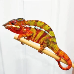 Ambilobe Panthers WC AVAIL Now!