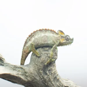 .Helmeted Chameleon Avail. Now