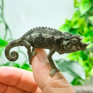 .Jackson's Chameleons CB - T. jacksonii xanth.