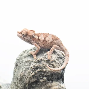 .CB Helmeted Chameleons - Trioceros hoehnelii
