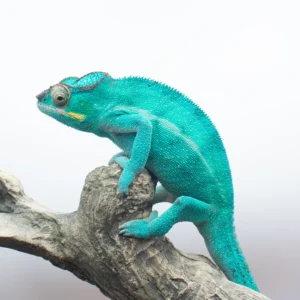 CB Nosy Be Panther Chameleons