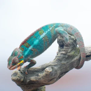 CB Ambilobe Panther Chameleon