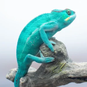 Nosy Be Panther Chameleons