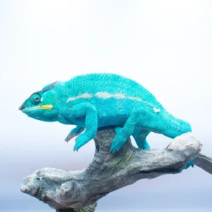 Nosy Be Panther Chameleons