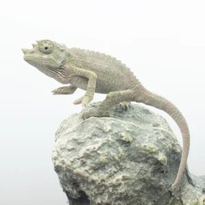 .Jackson's Chameleons CB - T. jacksonii xanth.
