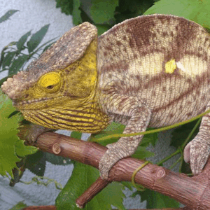 .Parsonii Yellow Giant - AVAIL UPON REQUEST